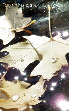 Leaves on Water 3